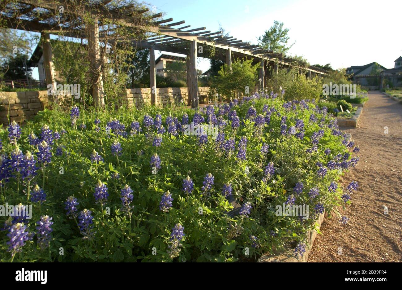 Austin Texas USA, April, 2004 Native plants on display in raised beds