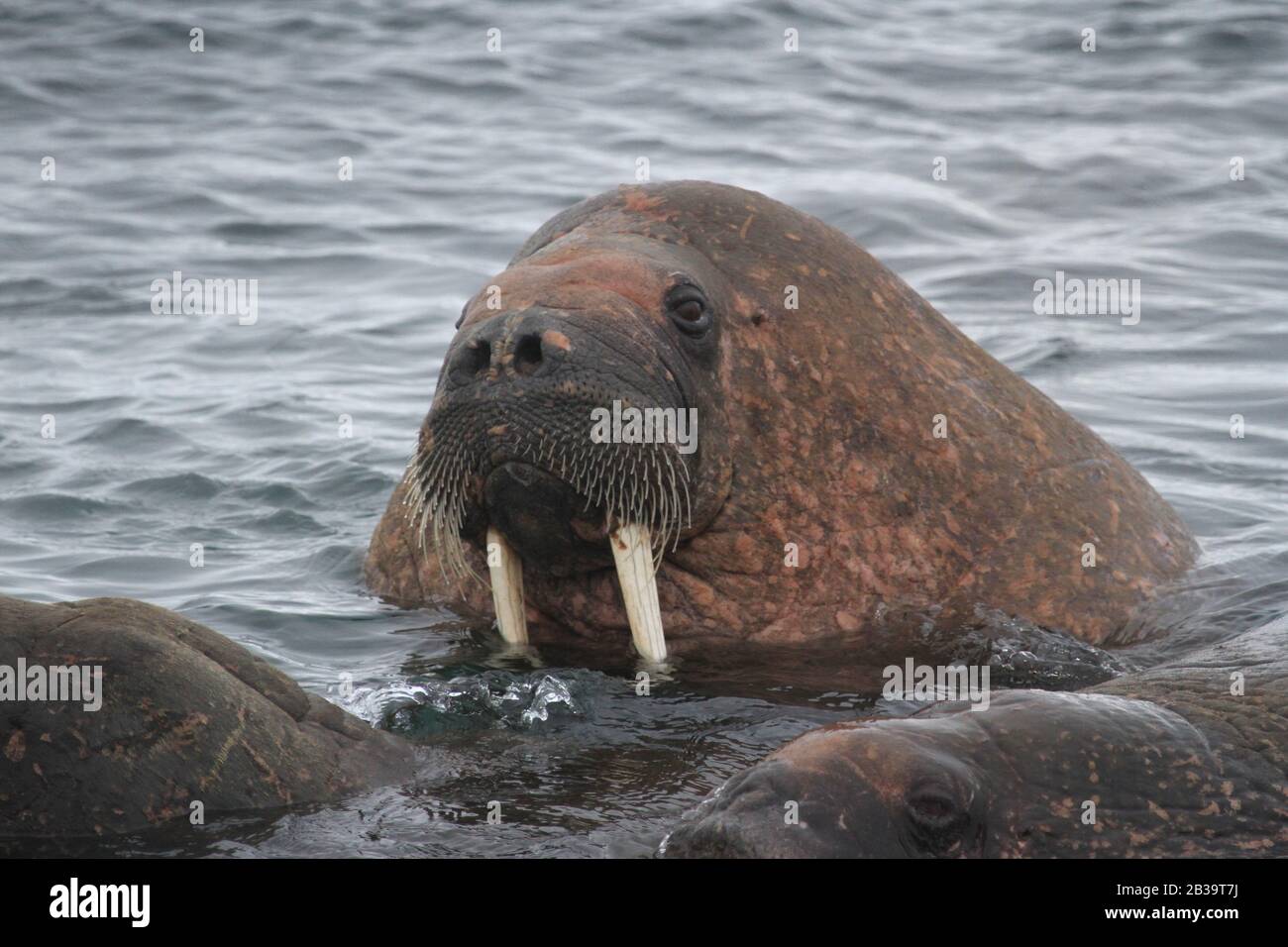 Svalbard walrus colony Stock Photo