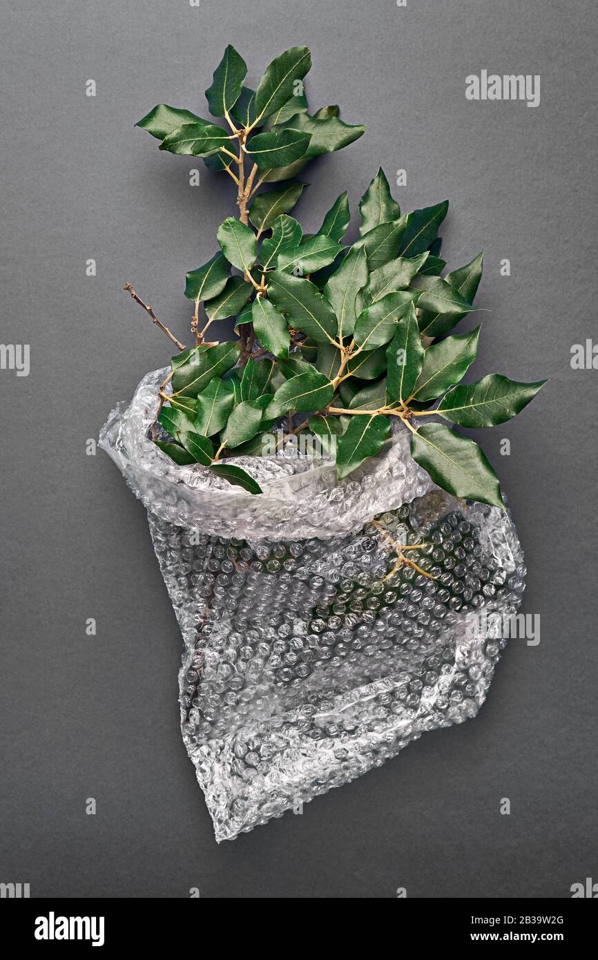 Container plant bubble wrap hires stock photography and images Alamy