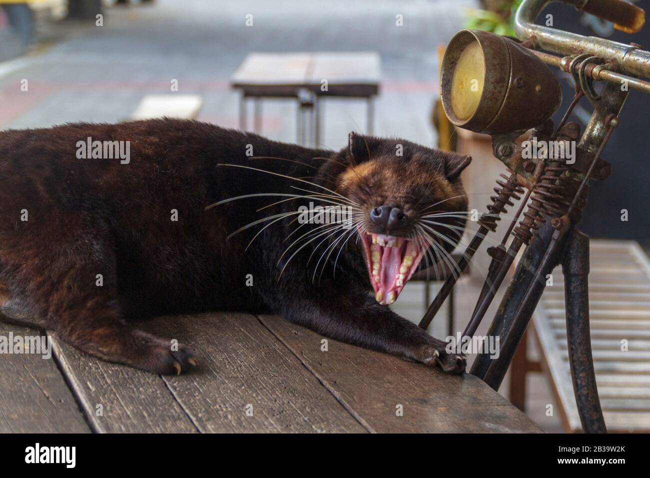 Luwak Civet , Bali Indonesia : Luwak Coffee is the most expensive ...