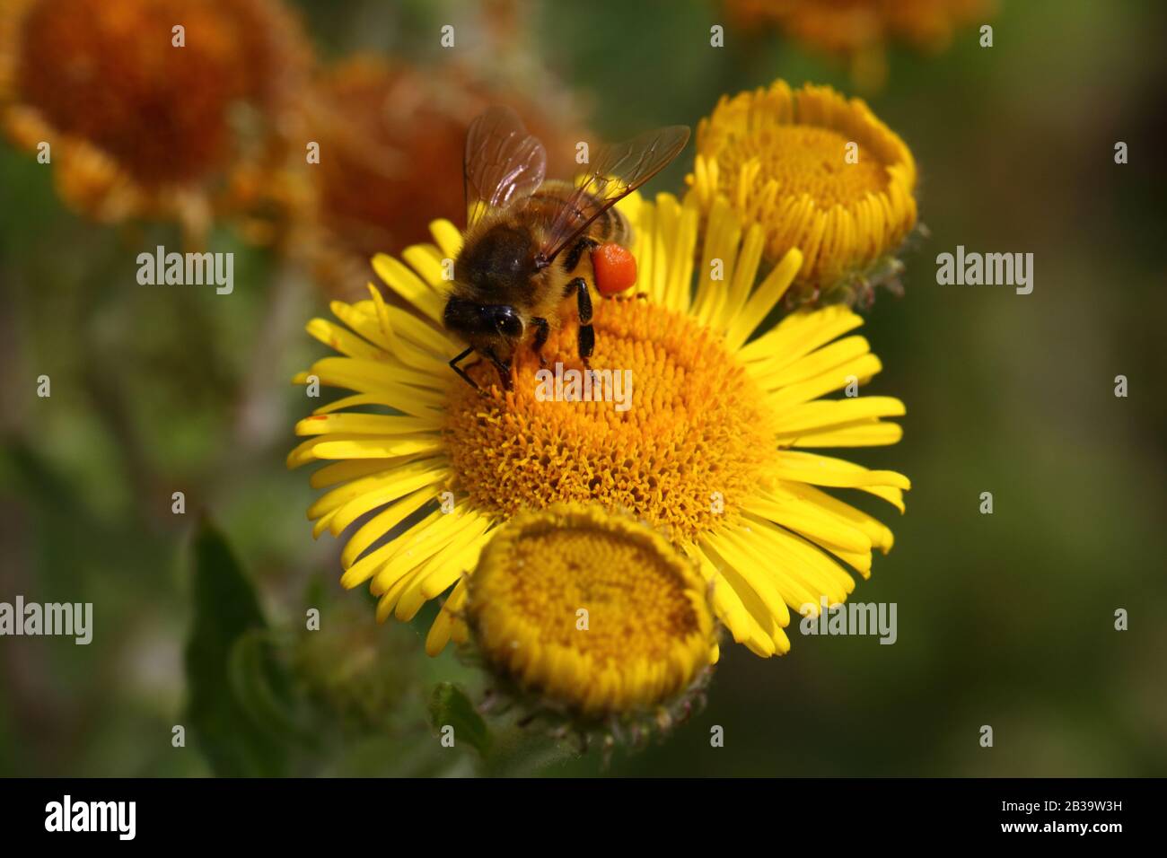 Actualizar 85+ imagen nectar and pollen Abzlocal.mx