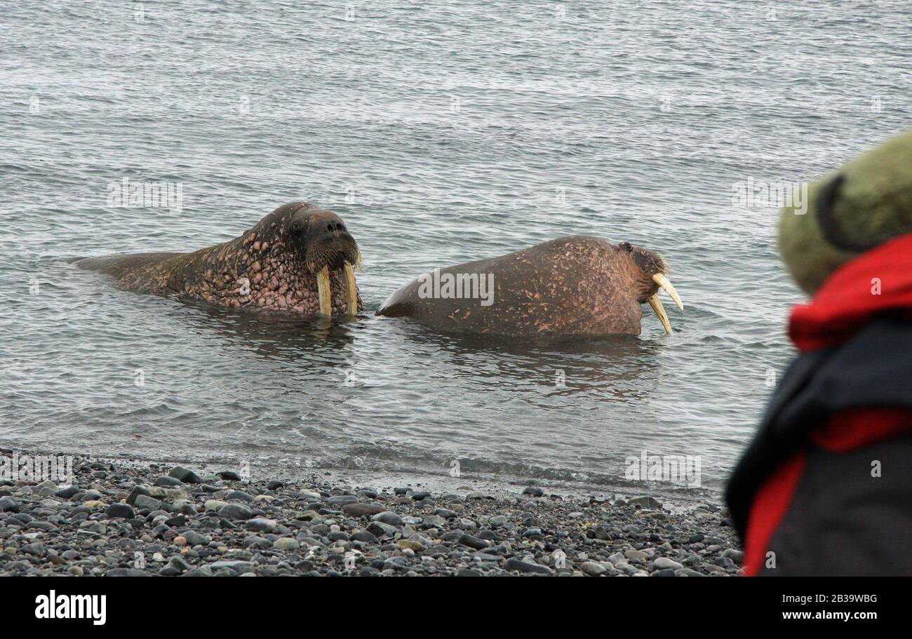 Svalbard walrus colony Stock Photo