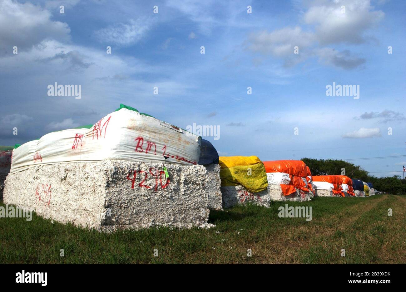 Willacy County, TX August 2004 South Texas cotton harvest in progress