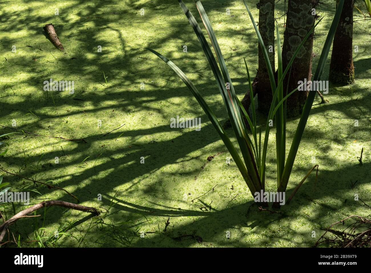 Duckweed growing on a swamp with some branches and shadows on top of it. Texture Stock Photo