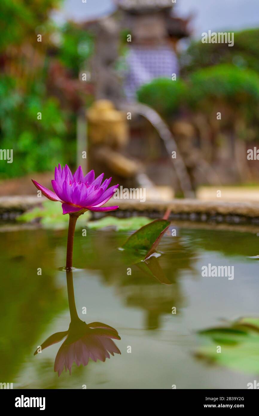 Beautiful purple lotus flower in flower pot blooming, Purple lotus flower water lilies on green