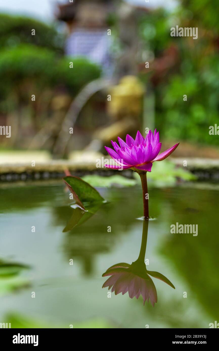 Beautiful purple lotus flower in flower pot blooming, Purple lotus flower water lilies on green