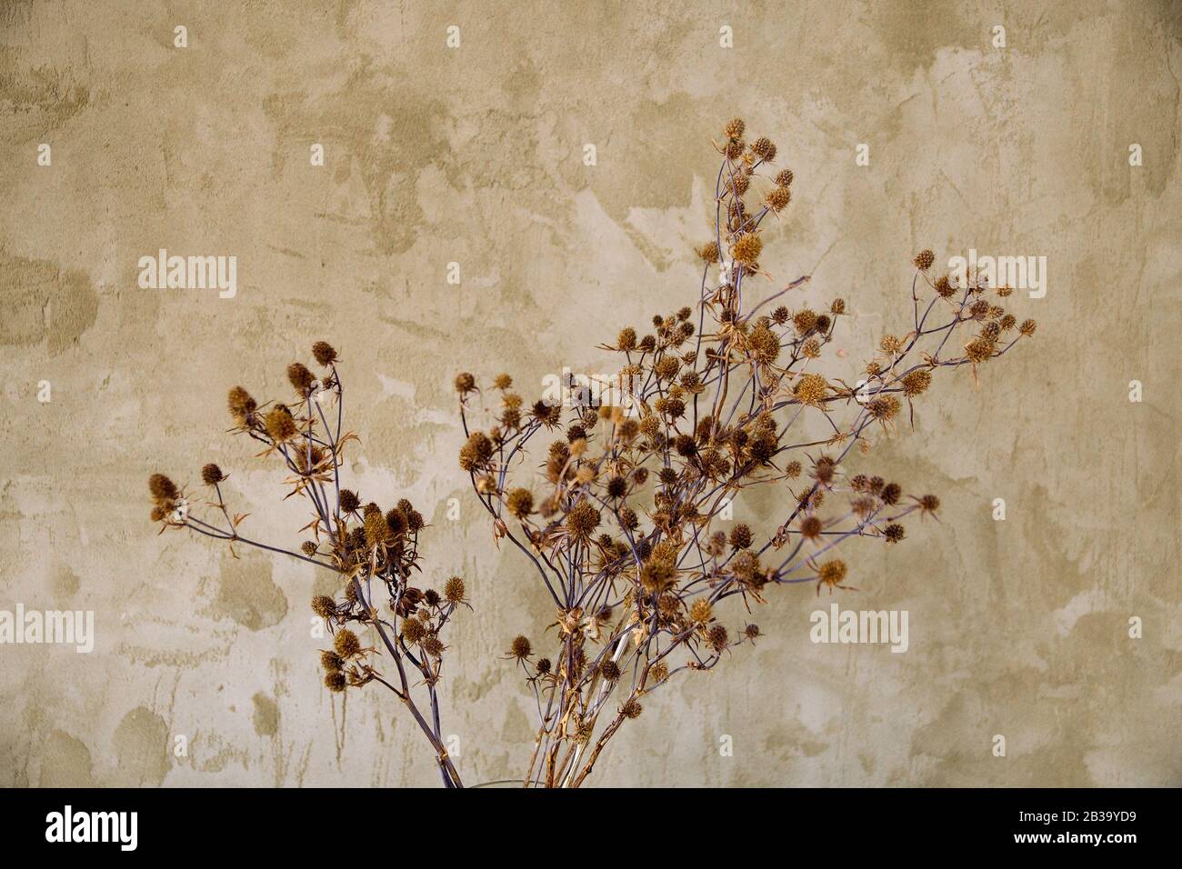 thistle bouquet of dried flowers on a concrete wall background Stock Photo