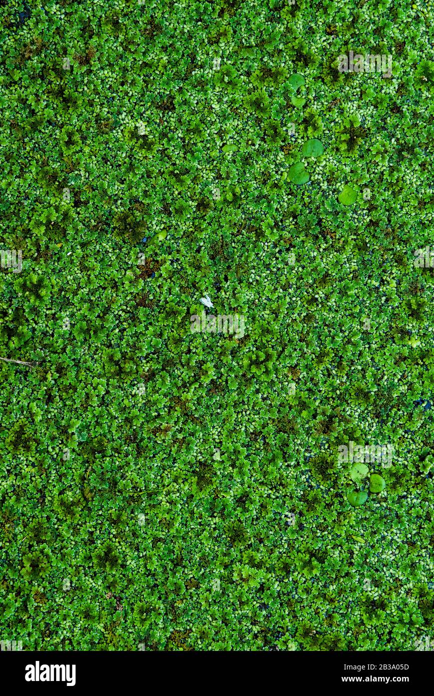 Duckweed growing on a swamp. Texture Stock Photo