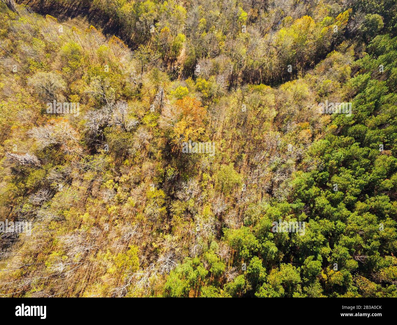 Bird's eye view of trees, trails, and fields Stock Photo - Alamy