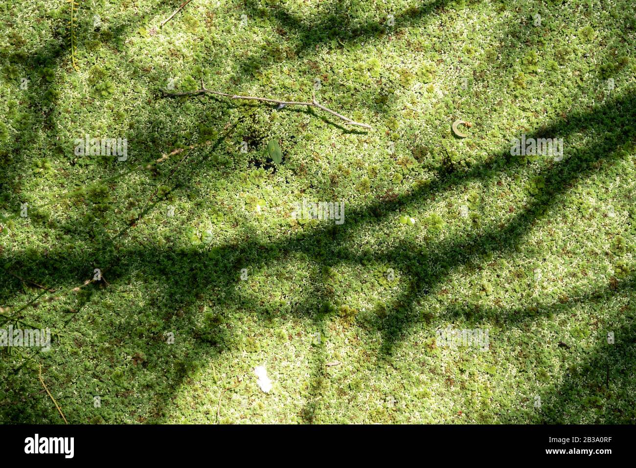 Duckweed growing on a swamp and shadows of branches on it. Texture Stock Photo