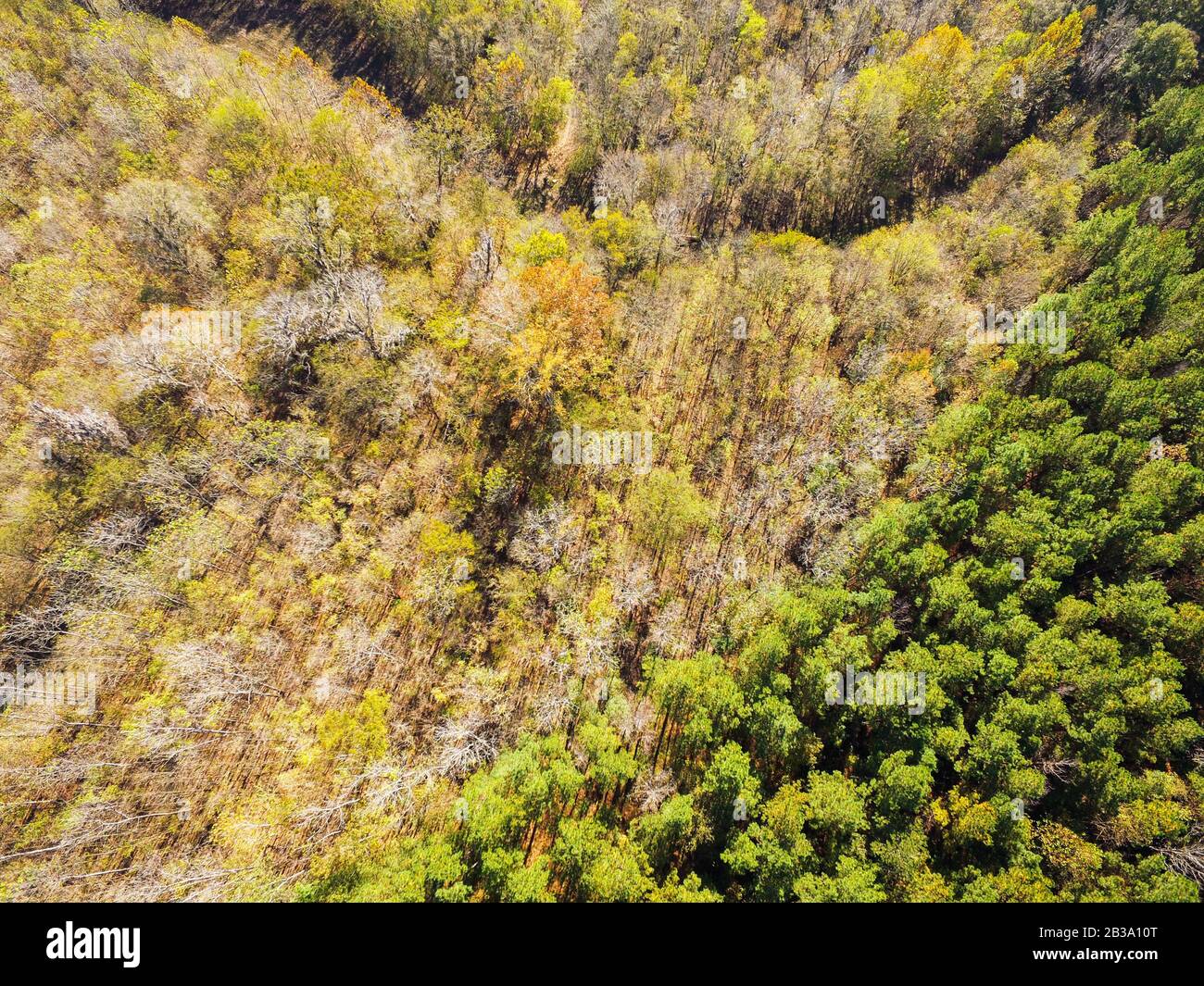 Bird's eye view of trees, trails, and fields Stock Photo - Alamy