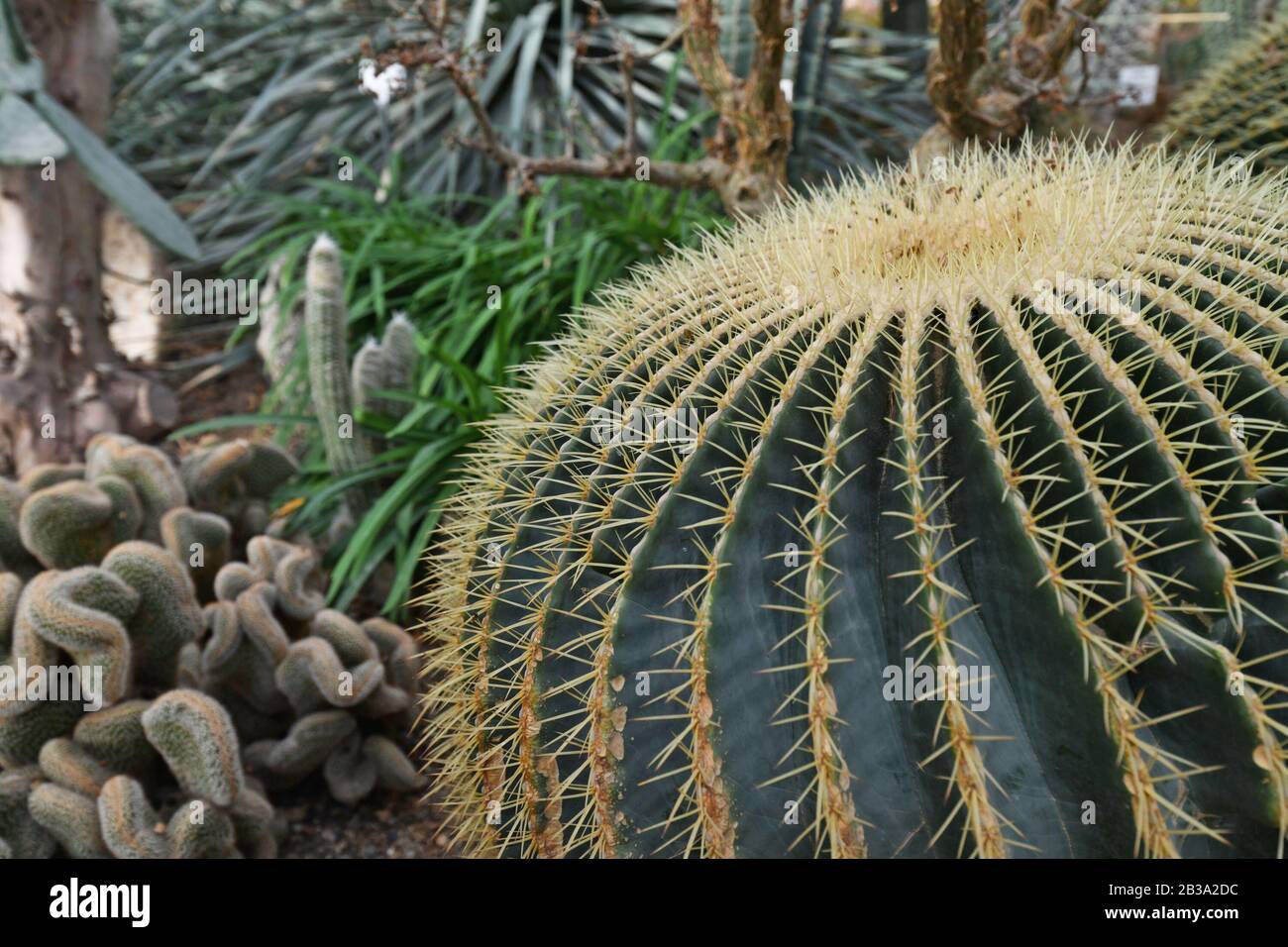 Big 'Echinocactus Grusonii' Golden Barrel Ball or 'Mother In Law Cushion' cactus with other cacti in blurry background Stock Photo