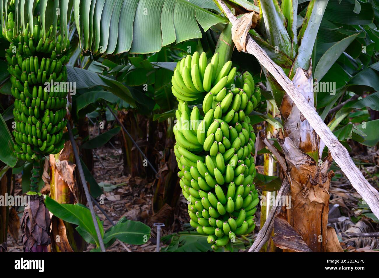 Plantations with different cultvars of bananas plants on La Palma ...