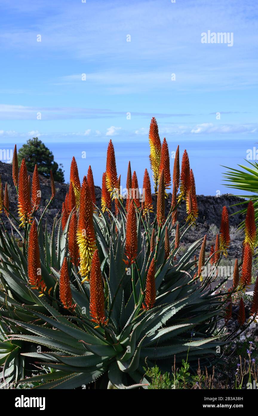 Colorful blossom of aloe vera plant on tropical island La Palma, Canary,  Spain in winter Stock Photo - Alamy