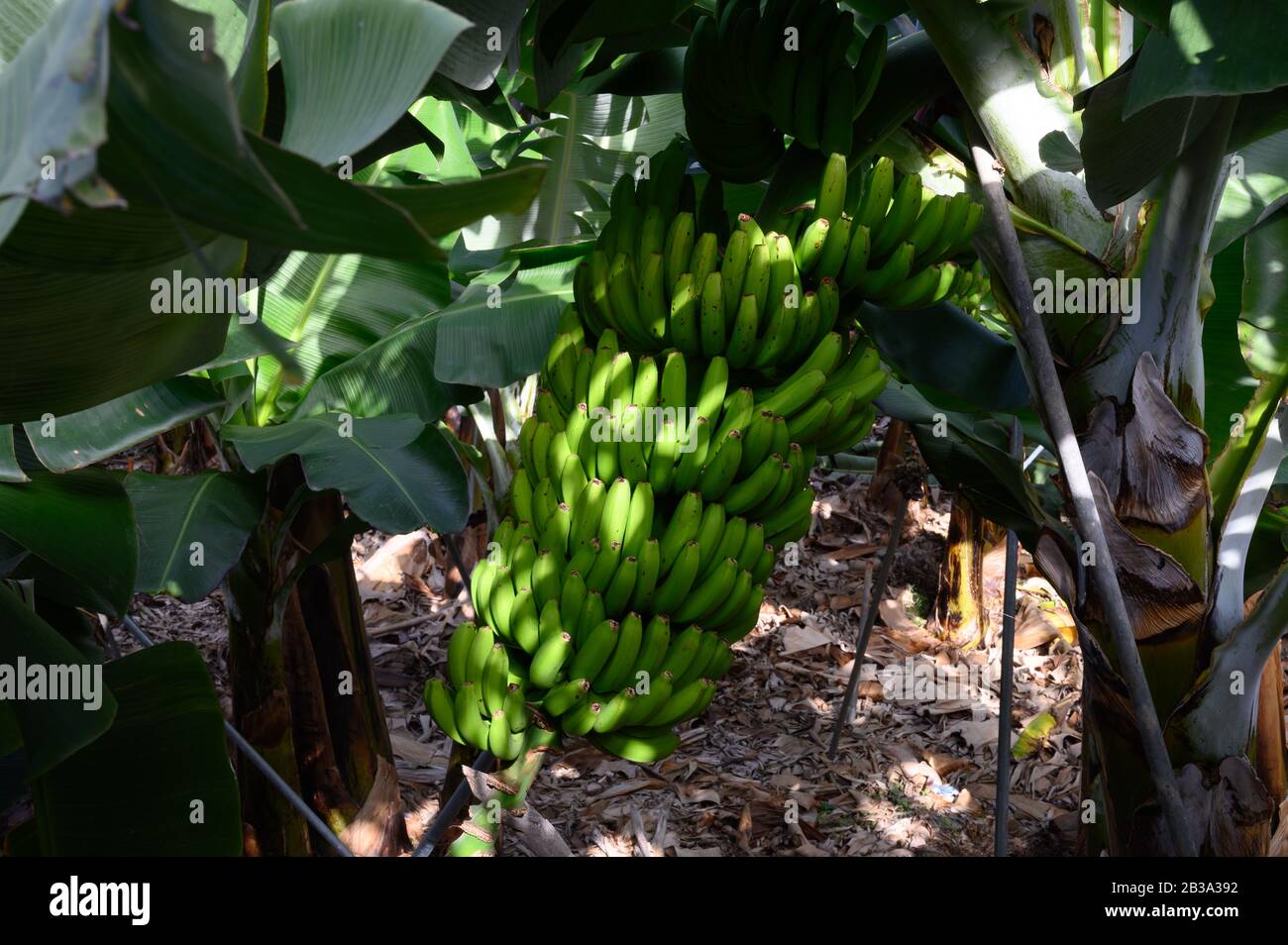 Plantations with different cultvars of bananas plants on La Palma ...