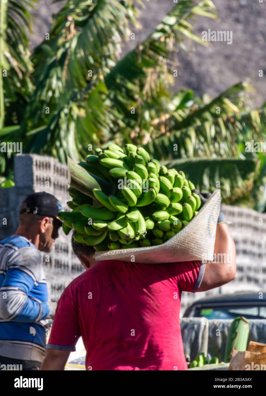 Harvesting time on plantations of bananas fruit on La Palma island