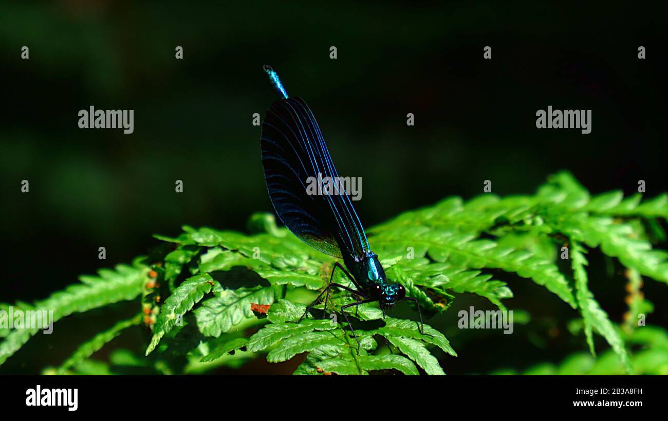 Dragonfly on a fern leaf in the bush Stock Photo - Alamy