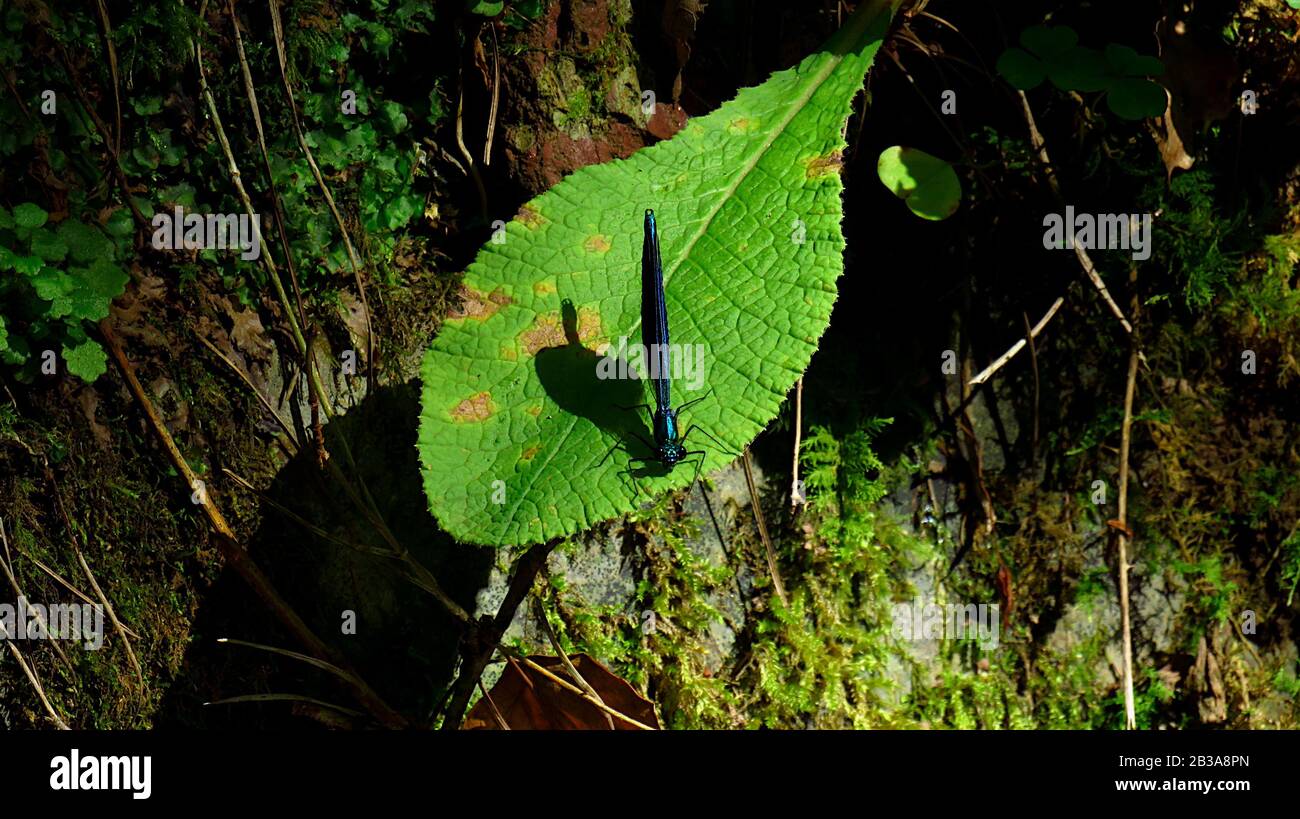 Dragonfly on a leaf in the bush Stock Photo - Alamy