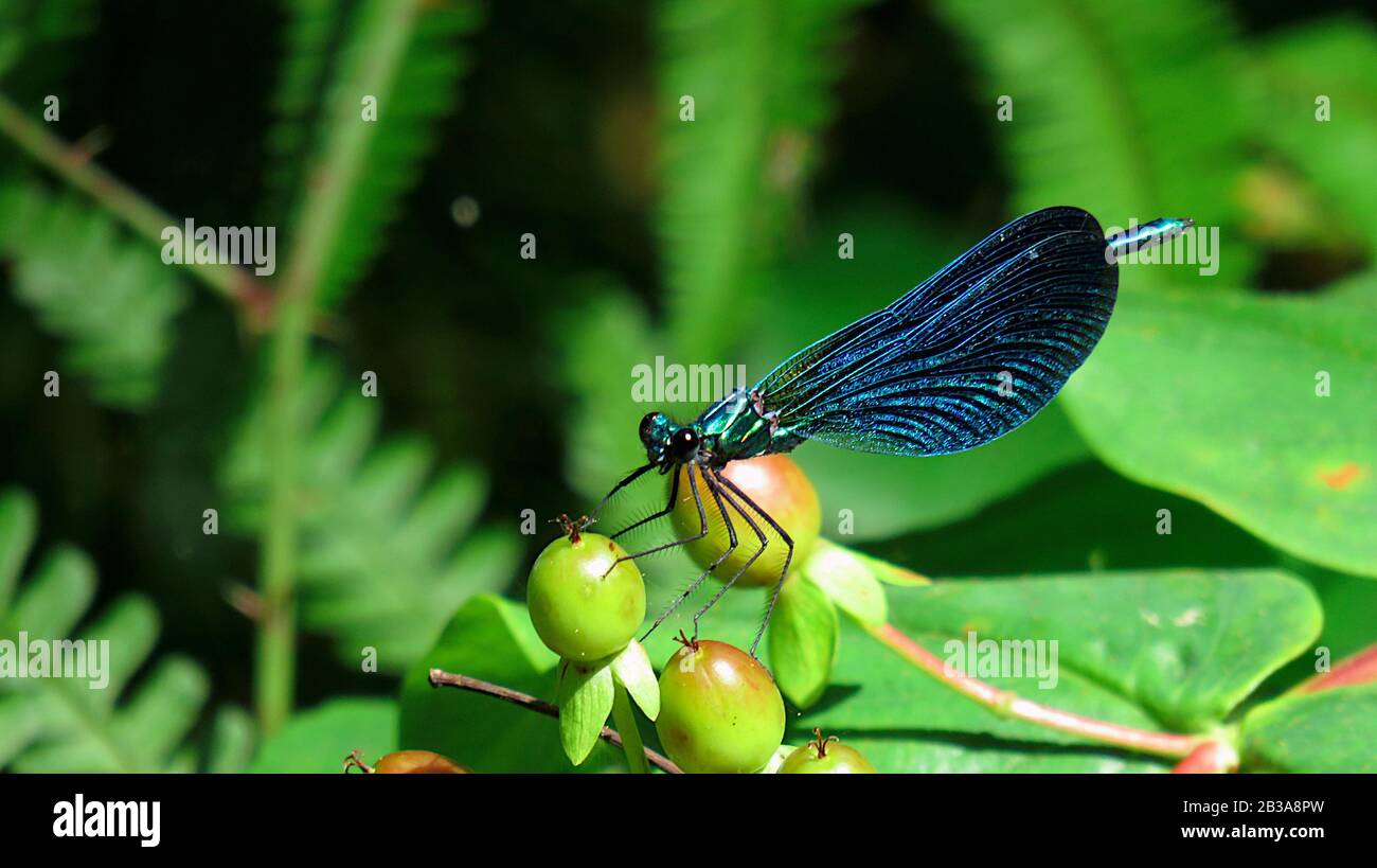 Dragonfly on a plant in the bush Stock Photo - Alamy