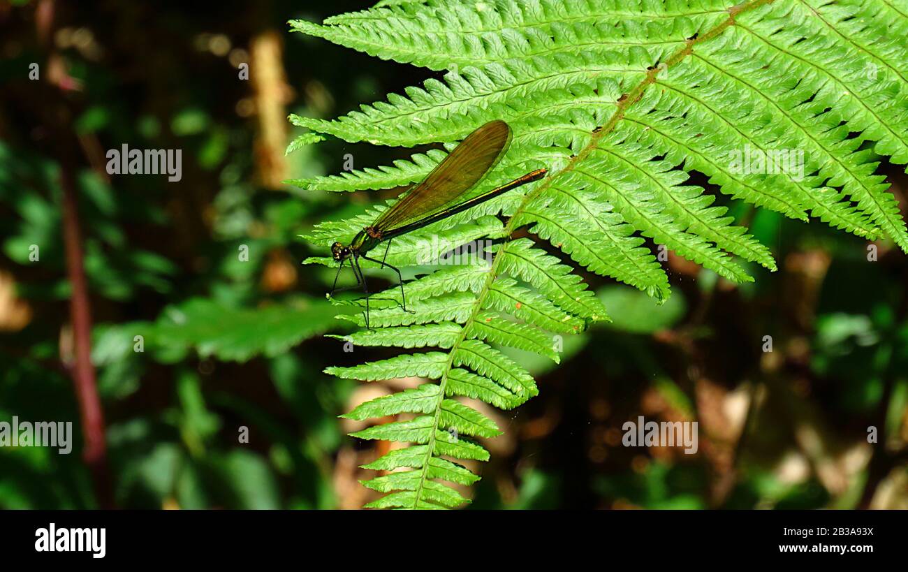 Dragonfly on a fern leaf in the bush Stock Photo - Alamy