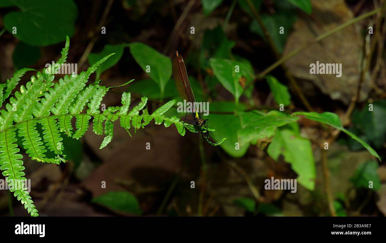 Dragonfly on a fern leaf in the bush Stock Photo - Alamy