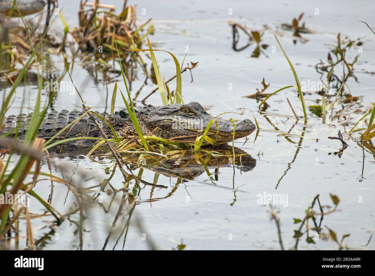 Alligators at Huntington Beach State Park, South Carolina Stock Photo