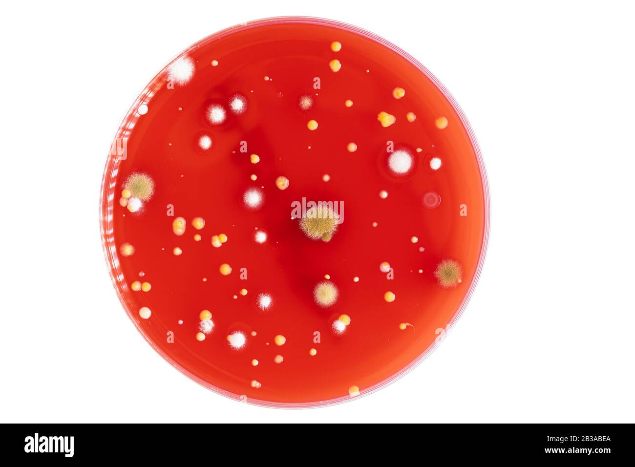 Petri dish with mixed of bacteria colonies Stock Photo