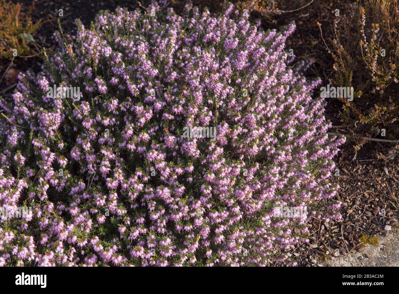 Winter Flowering Evergreen Heather (Erica x darleyensis 'Darley Dale') in a Rockery Garden in Rural Devon, England, UK Stock Photo