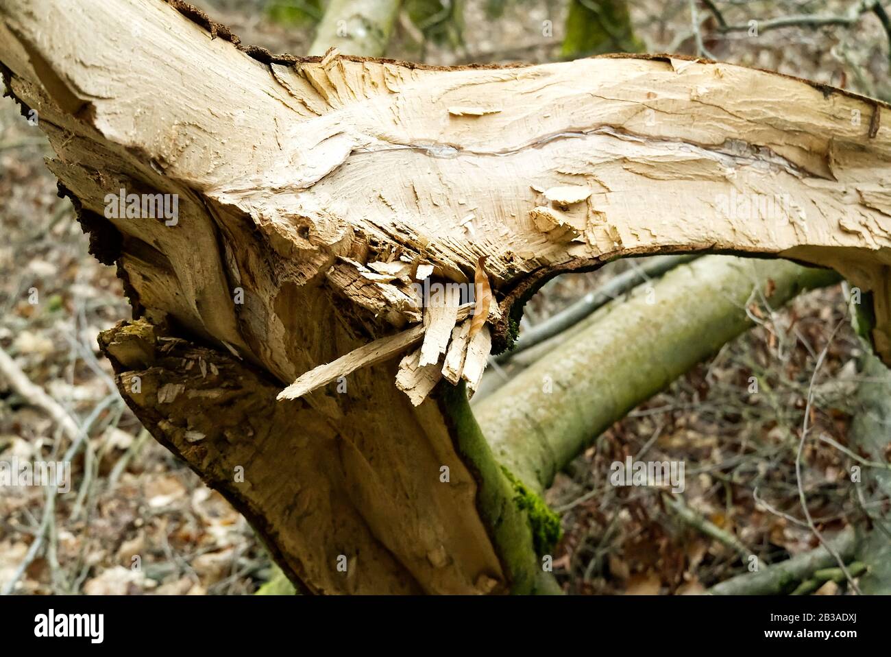 Storm damage. trees in the forest after a storm. Stock Photo