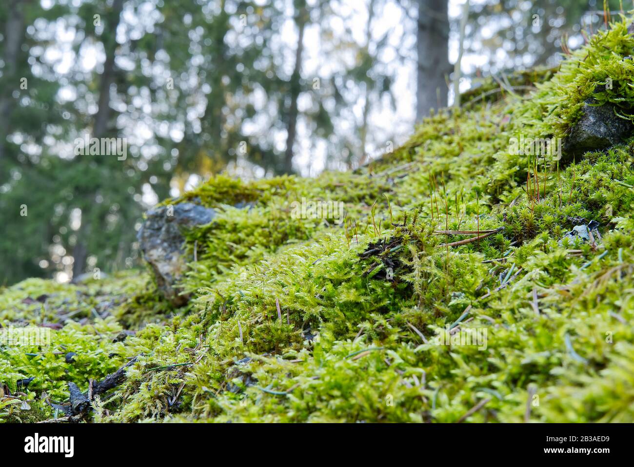 Captivating Macro View Of Lush Green Moss Cascading Over Rough Forest Rocks  Perfect Nature Wallpaper Background, Moss, Garden, Beautiful Garden  Background Image And Wallpaper for Free Download