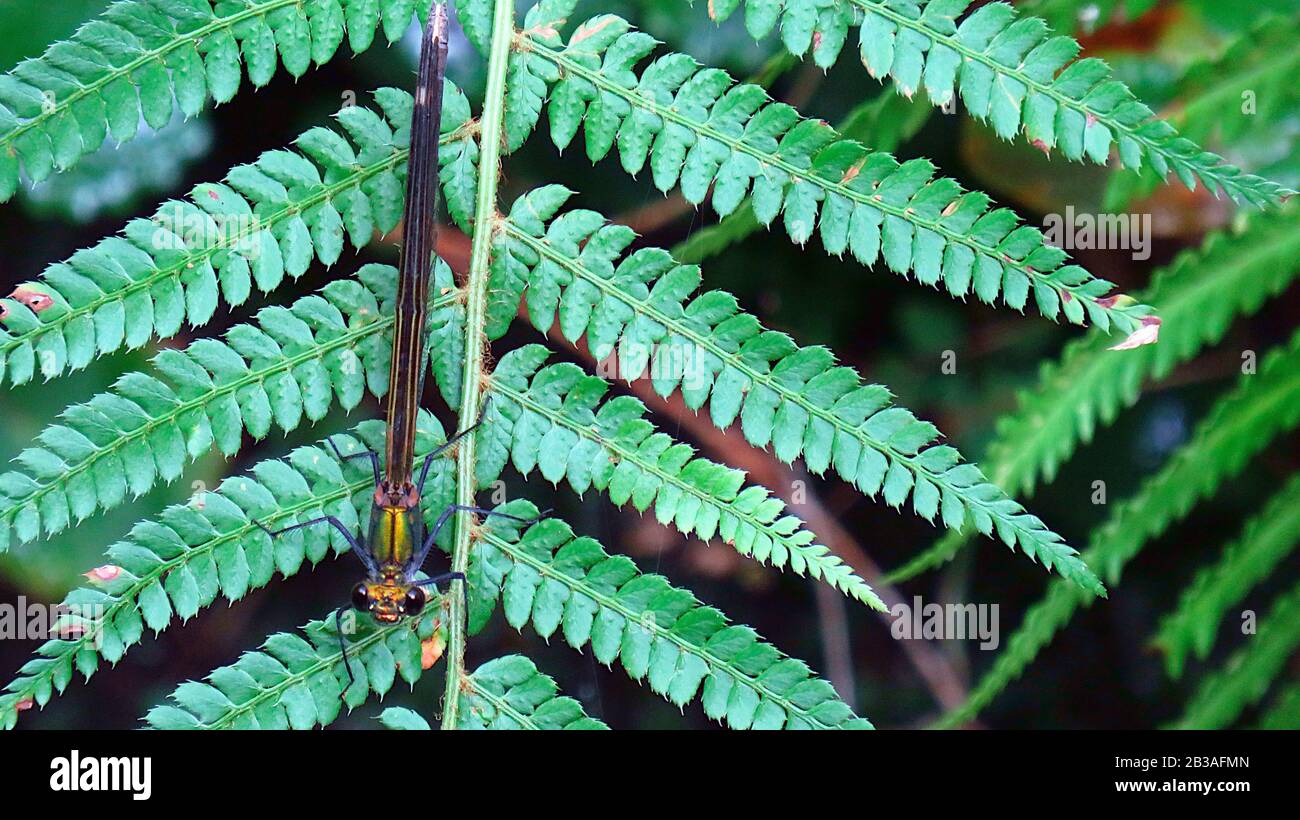 Dragonfly on a fern leaf in the forest Stock Photo - Alamy