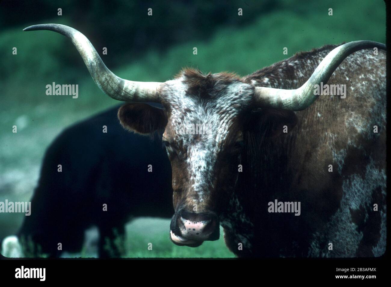 Johnson City Texas USA, 2001 Texas Longhorn in pasture. ©Bob Daemmrich Stock Photo Alamy