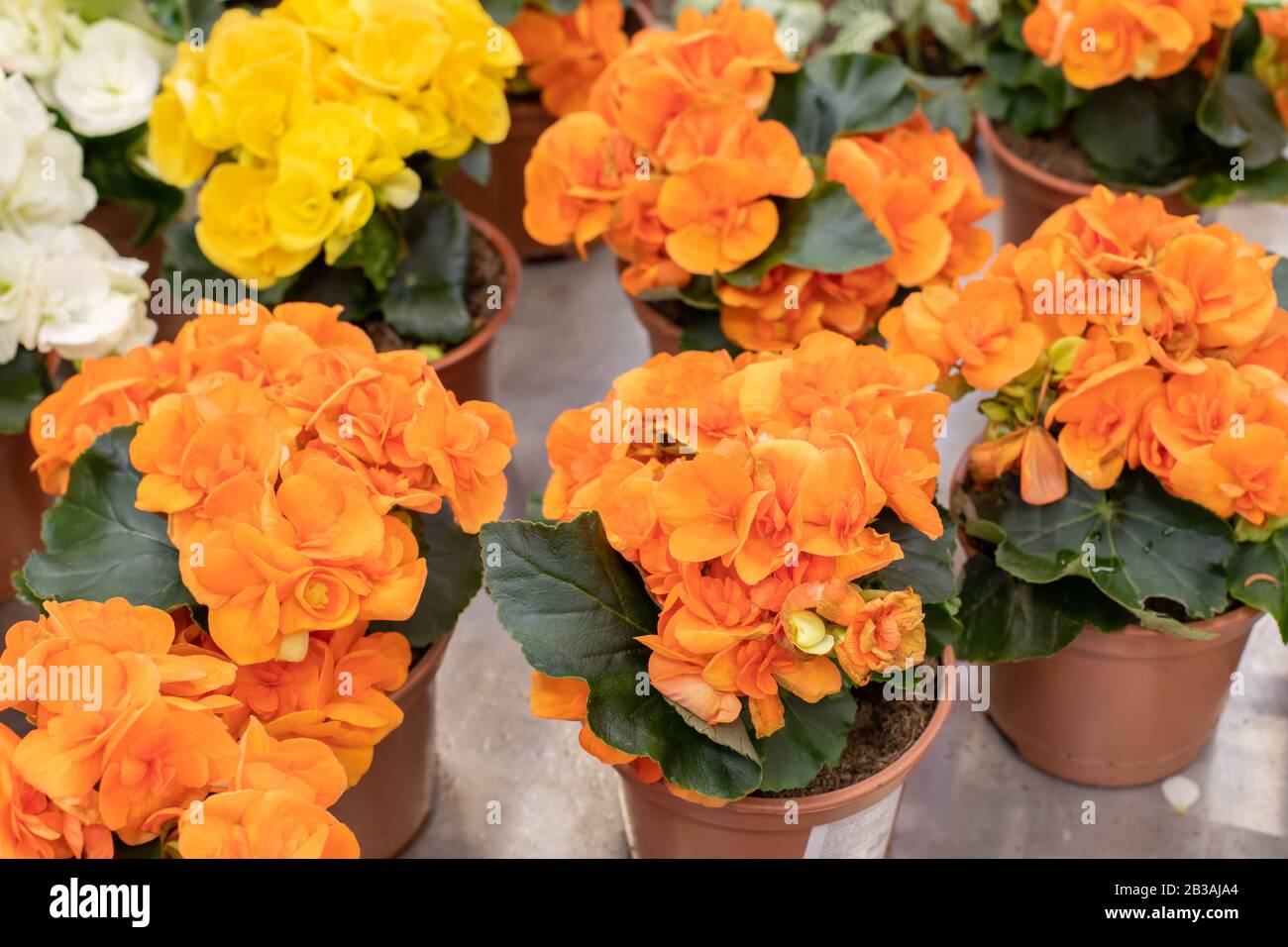 Orange begonia blossom in a flower pot, top view, background wallpaper backdrop design scoot. Many flowering begonia bushes, fluffy flower beautiful p Stock Photo