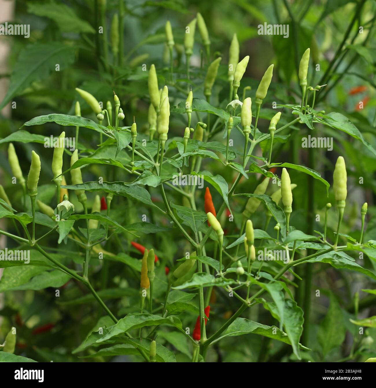 Cayenne Pepper Plant Growing High Resolution Stock Photography and