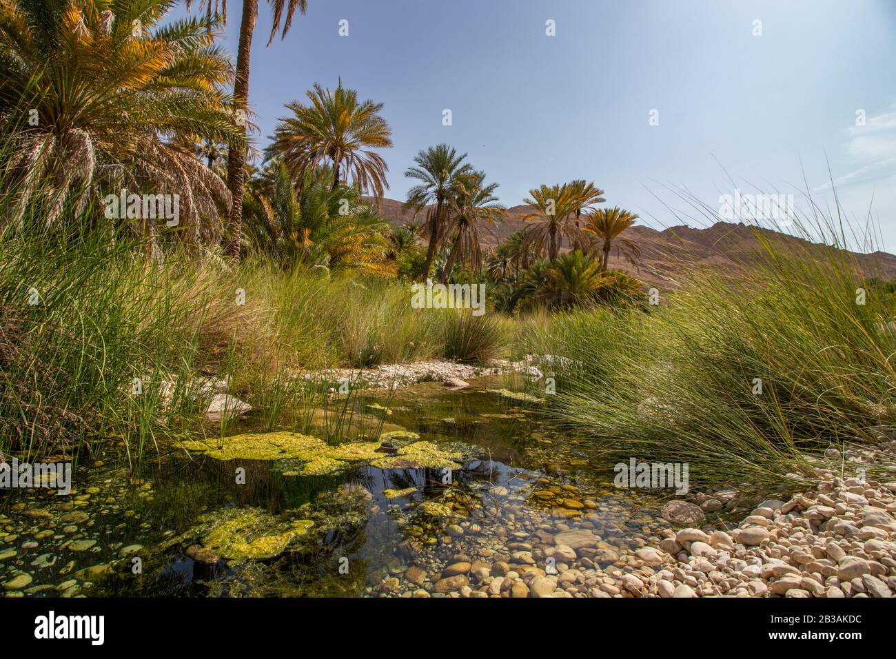 Palms in Wadi Bani Khalid with creek near Bidiyya in Oman Stock Photo