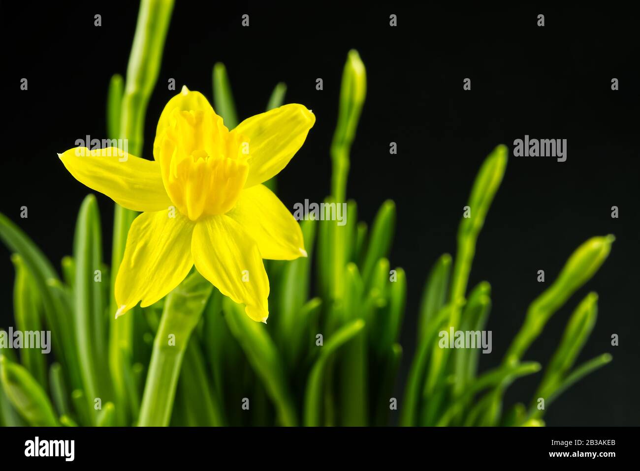 Yellow mini daffodils isolated on black background. beaterfull Bulbous narcissus with eggs, easter concept Stock Photo