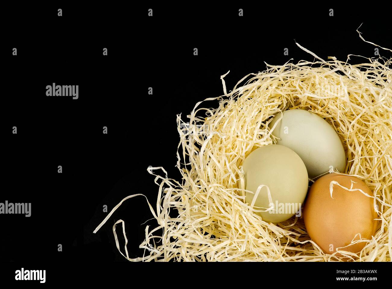 goose and chicken Ecological farm eggs in a nest isolated on a black background Stock Photo