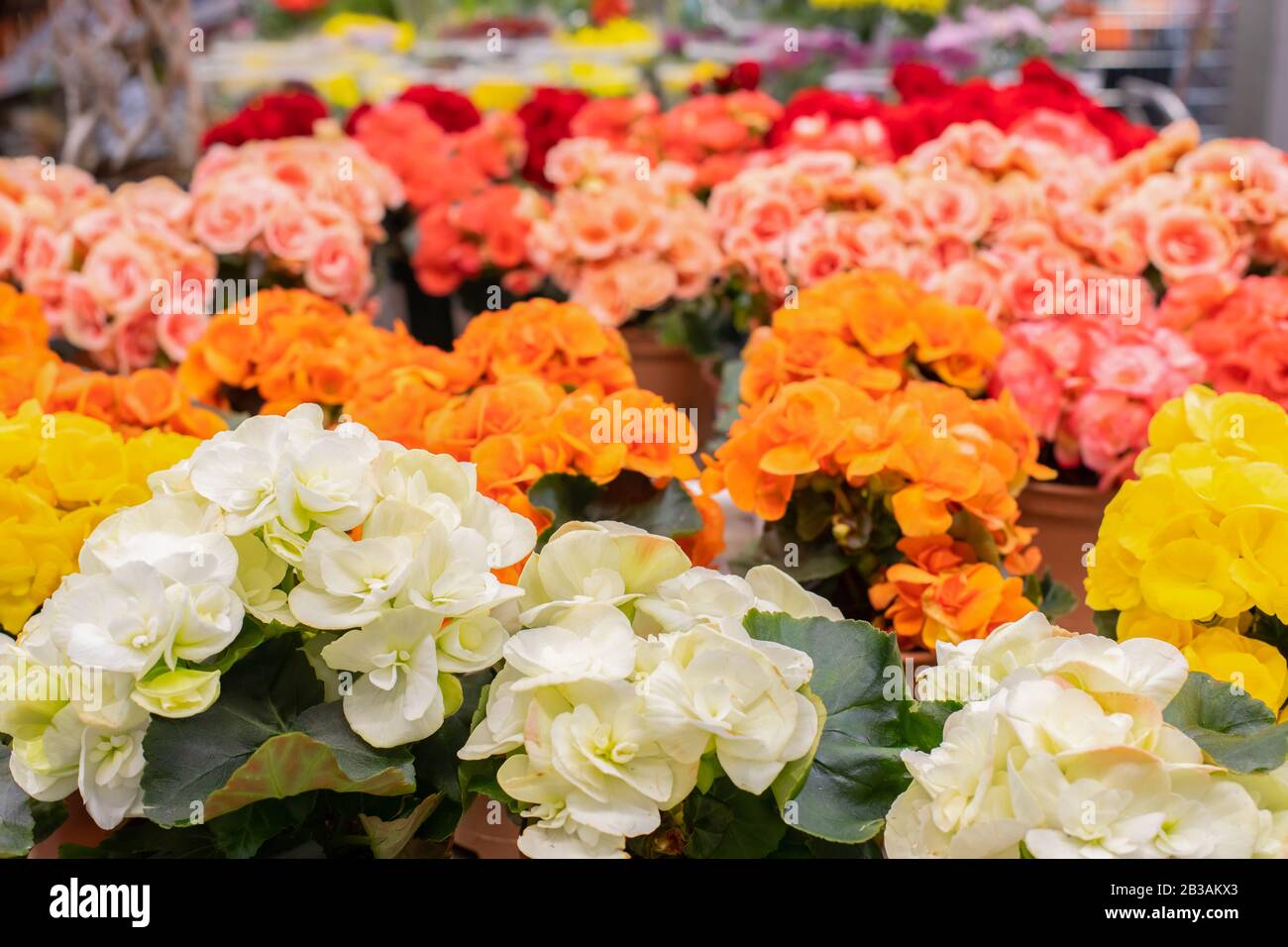 White orange red begonia blossom in a flower pot, background wallpaper backdrop design. Many flowering potted begonia bushes in a flower shop, potted Stock Photo