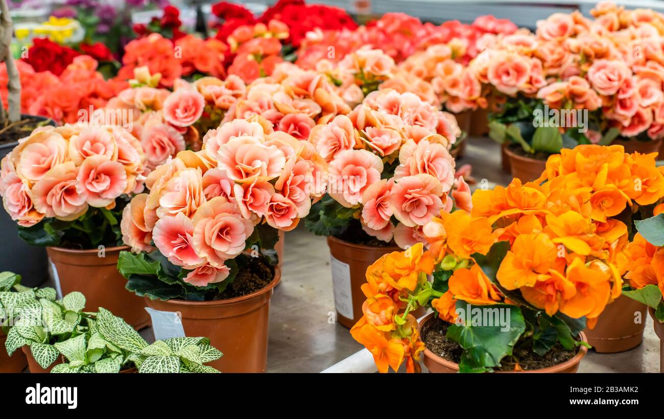 Delicate pink begonia blossom in a flower pot, background wallpaper