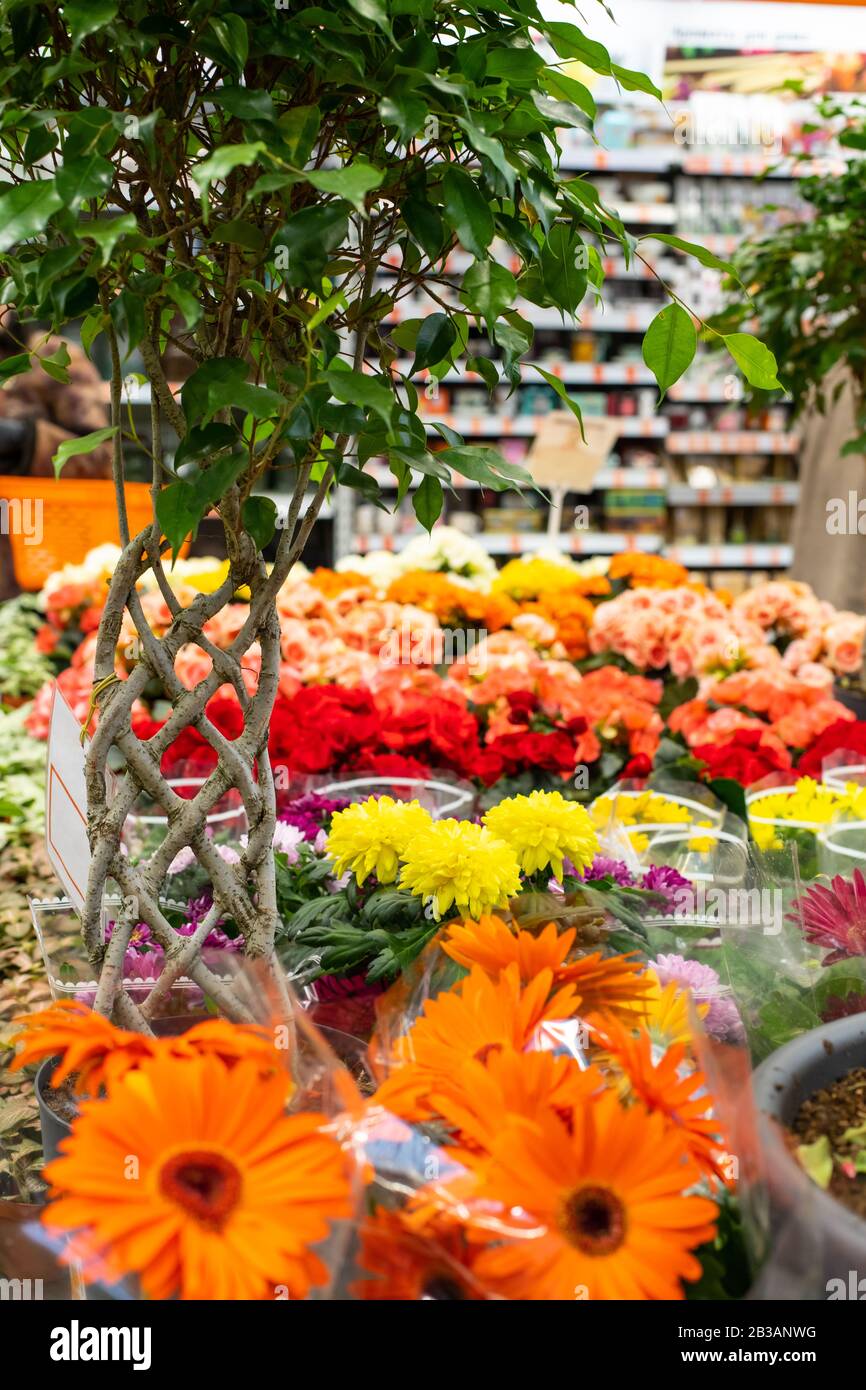 A flower shop counter during the spring bloom of a gerbera and a begonia blossom. Bright red yellow orange color, natural fresh flowering potted plant Stock Photo