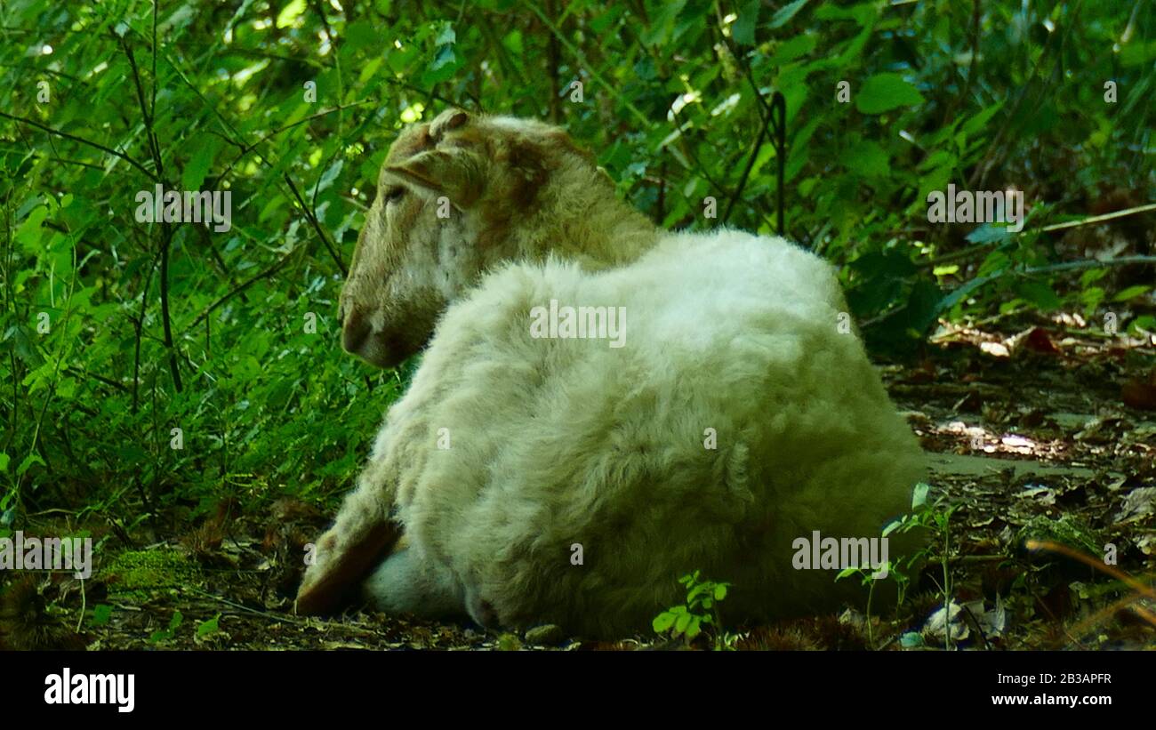 Sheep resting on a forest trail Stock Photo - Alamy