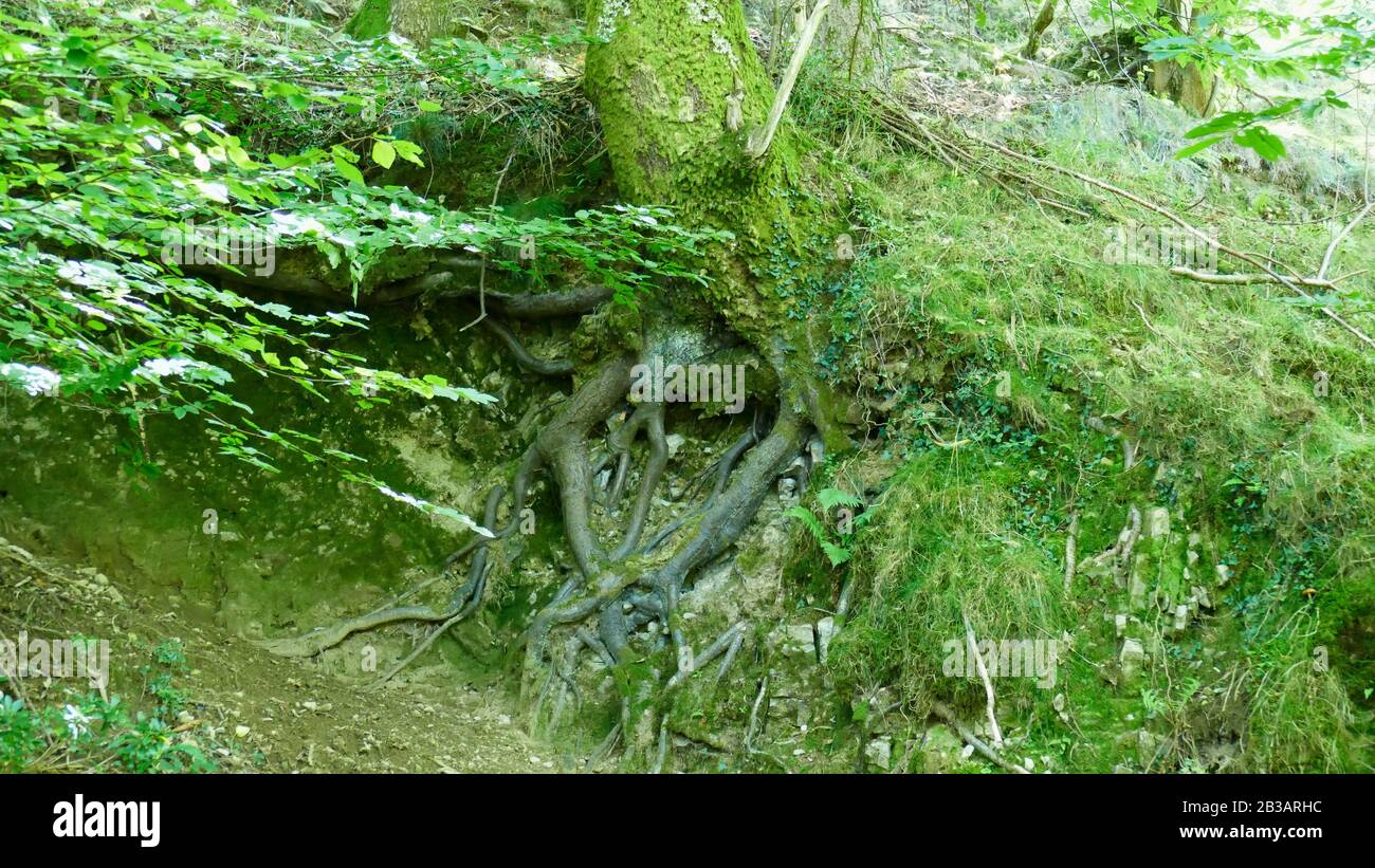 Tree with roots in sight in the forest Stock Photo - Alamy