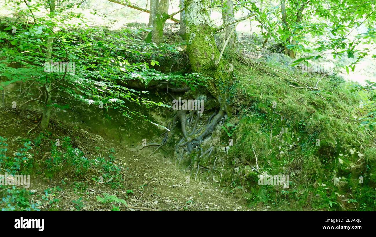 Tree with roots in sight in the forest Stock Photo - Alamy