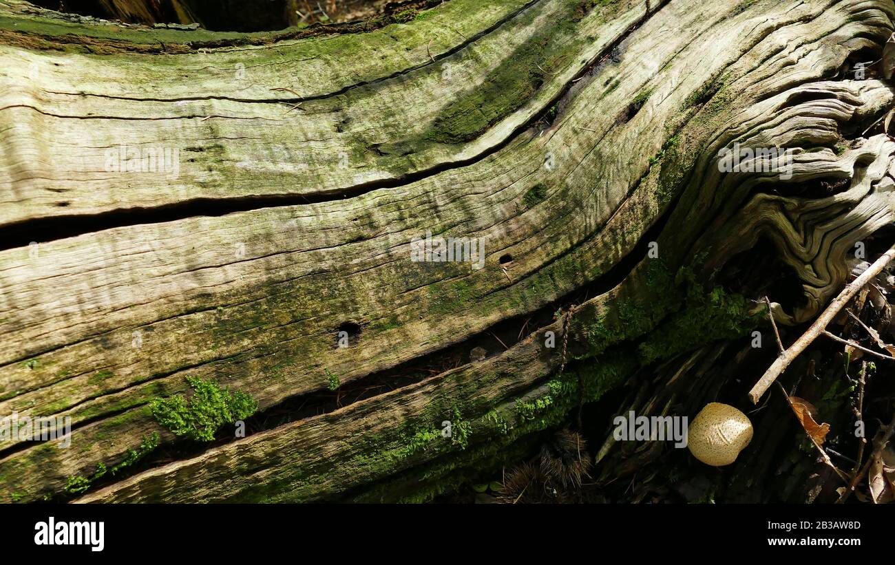 Remains of the mushroom hi-res stock photography and images - Alamy