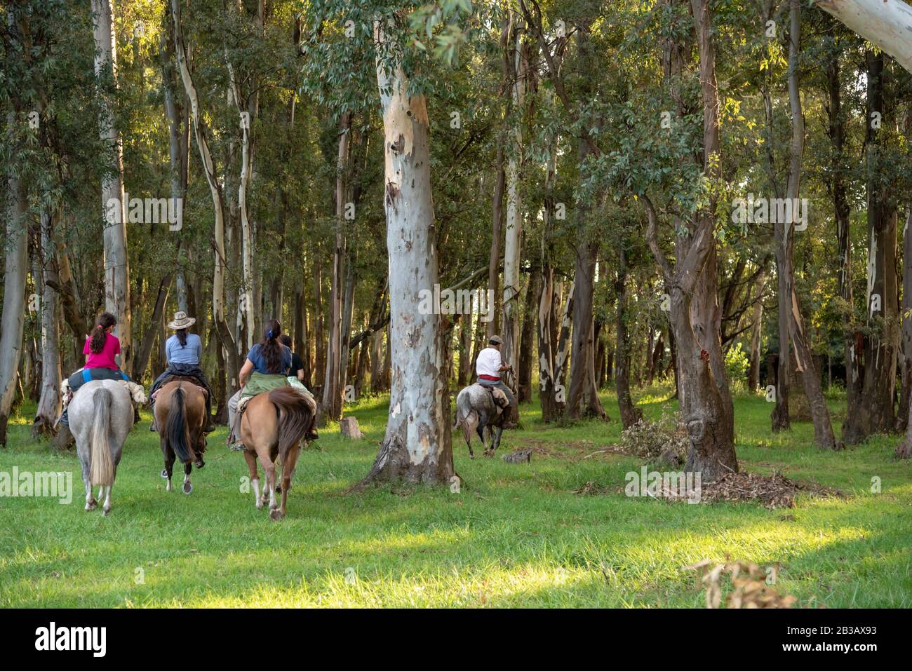 Family riding a horse among the trees of a small forest Stock Photo