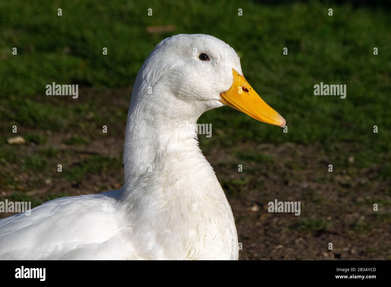 Portrait of heavy white Pekin duck Stock Photo