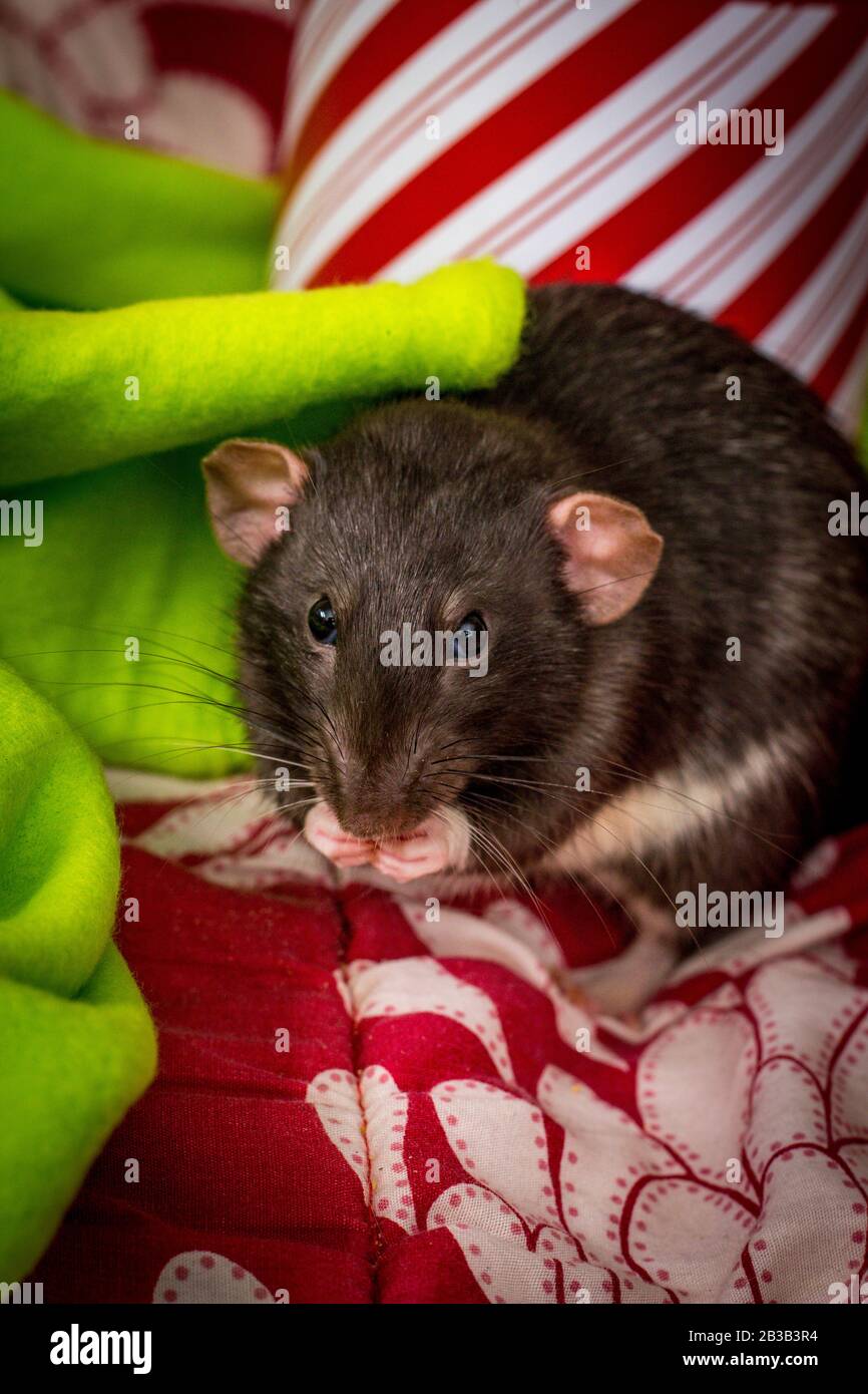 Fancy pet rats Christmas theme with gift tin Stock Photo Alamy