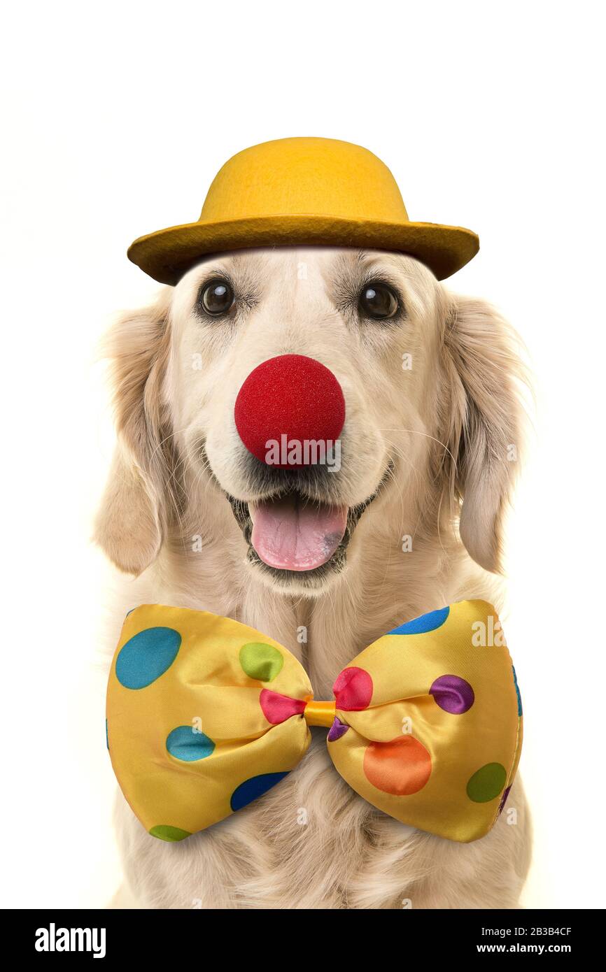 Golden retriever with a big smile dressed up as a clown on a white background Stock Photo