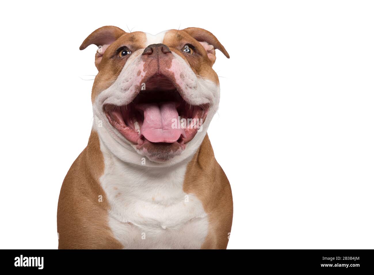 Portrait of an happy old english bulldog looking at the camera with a huge smile isolated on a white background Stock Photo