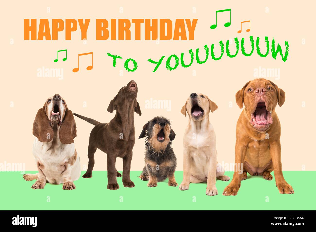 Group Of Dogs With Various Breeds Looking Up Singing On A Colored Background With The Text Happy Birthday To You Stock Photo Alamy